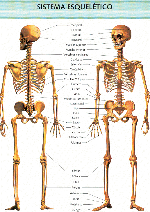 ESQUELETO HUMANO Y SUS MUSCULOS esqueleto humano y sus musculos: