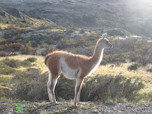 Guanaco