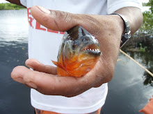 A close look at one of the piranah that we caught.