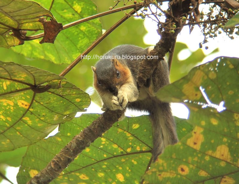 [DSCF3067+Giant+Squirrel.jpg]