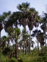 Brejo da Serra no município de Pilão Arcado