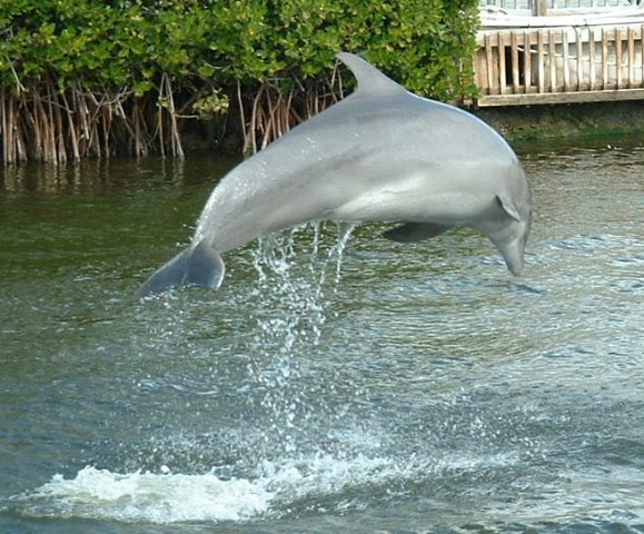 [dolphinmidflight.JPG]