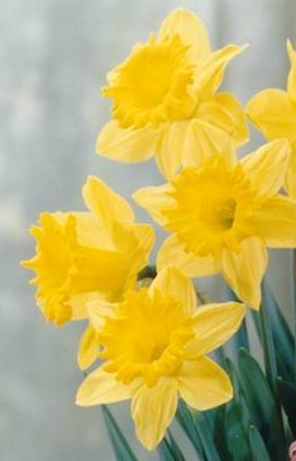 [daffodils-mar.jpg]