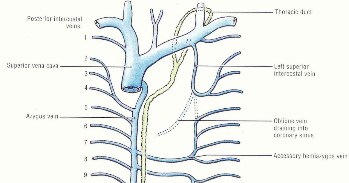 Pedi cardiology Systemic Veins in the thorax & Thoracic duct