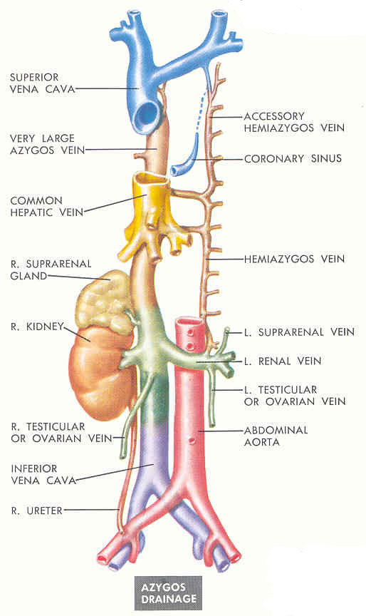 anatomy of ivc