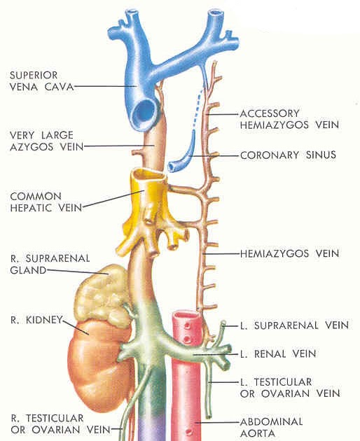 clinical anatomy of ivc
