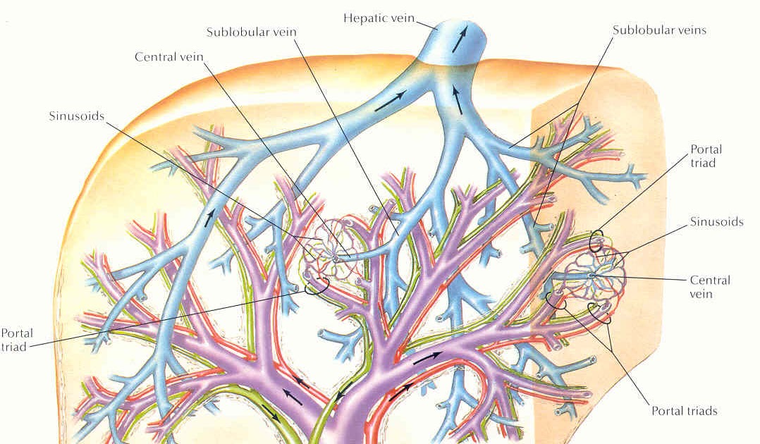 Pedi cardiology: Anatomy: Hepatic Veins