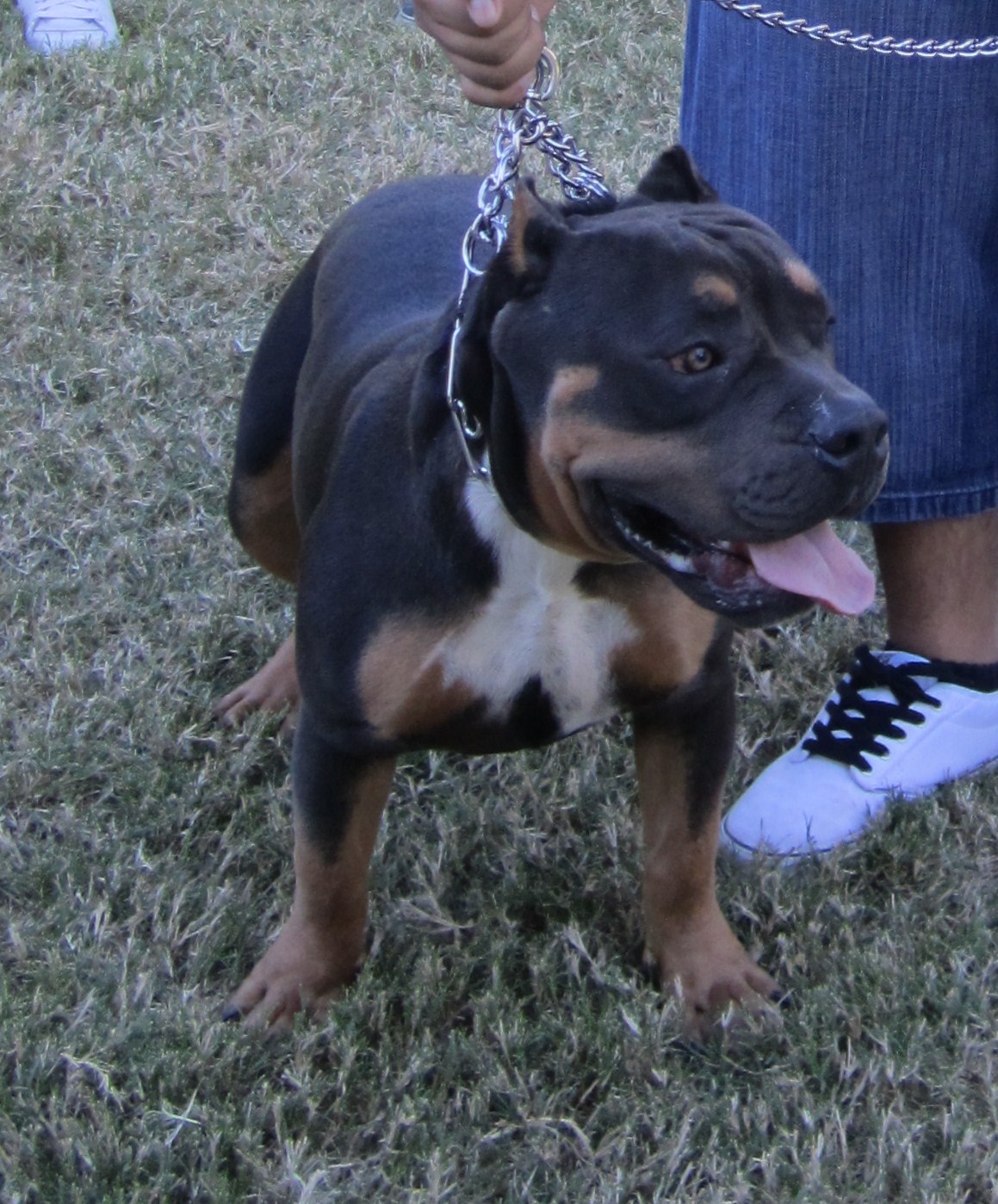 Blanca1018♥ Pitbull Show