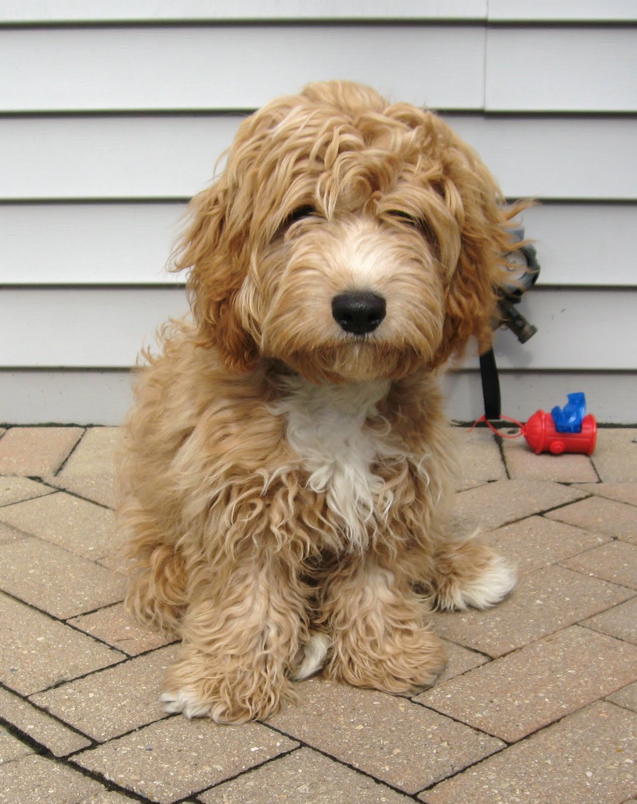 cavapoo 6 months old