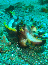 Flamboyant Cuttlefish