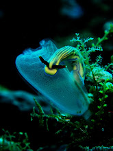 Nudibranch on the Tunicate