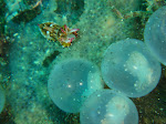 Flamboyant Cuttlefish with eggs