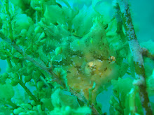 Sargassum Anglerfish