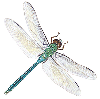 dragonfly graphics