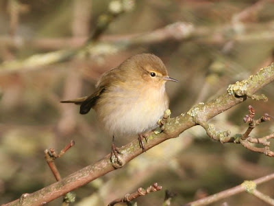 Common Chiffchaff