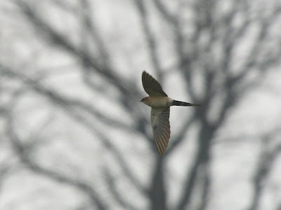 Red-rumped Swallow