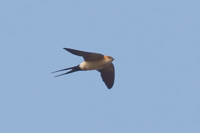 Red-rumped Swallow