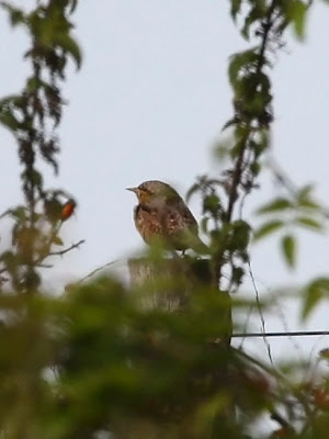 Wryneck