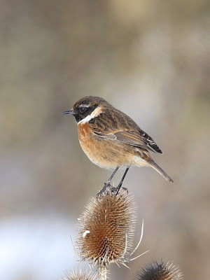 Common Stonechat