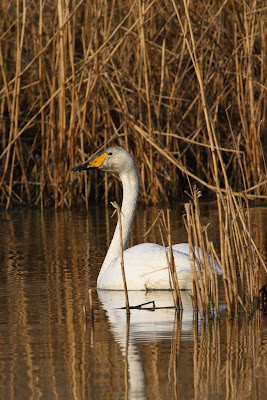 Whooper Swan