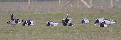 Barnacle Goose