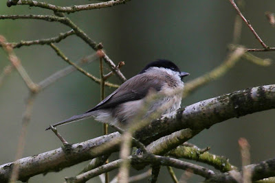 Marsh Tit