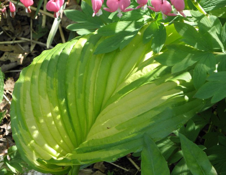 Gardening with Queenie Hosta War Paint