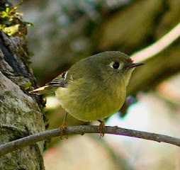 Ruby-Crowned Kinglet