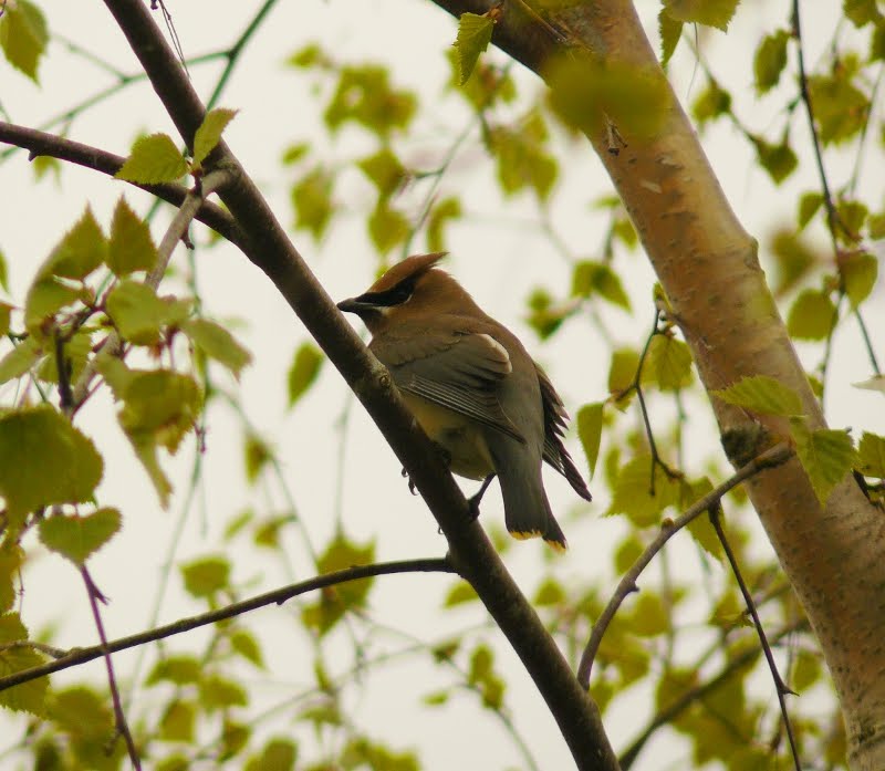 Portland Oregon Backyard Birds Commonwealth Park