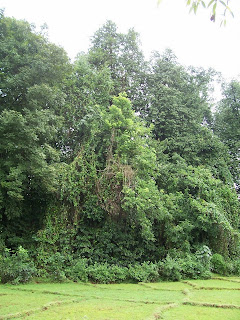 Niramkarachi Rai - the sacred grove at Nanode, Sattari - Pic by Mohan Pai