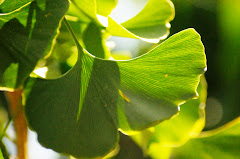 Ginkgo 8/09