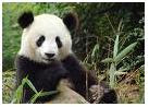 Giant Panda