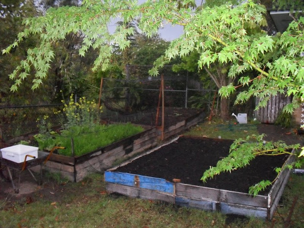 funky frontyard farmers chapter