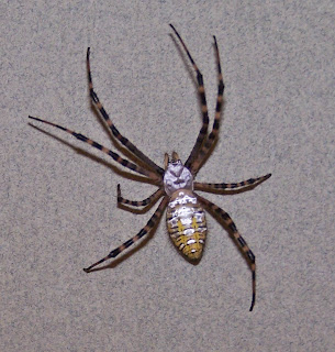 Avoiding the Laundry: Banded Garden Spider