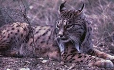 lince