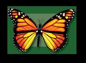 Living A New Life...Life is Like a Butterfly~