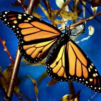 [mariposa.bmp]