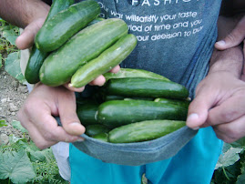 عكس طبس ، عكس‌هاي ديدني از طبس