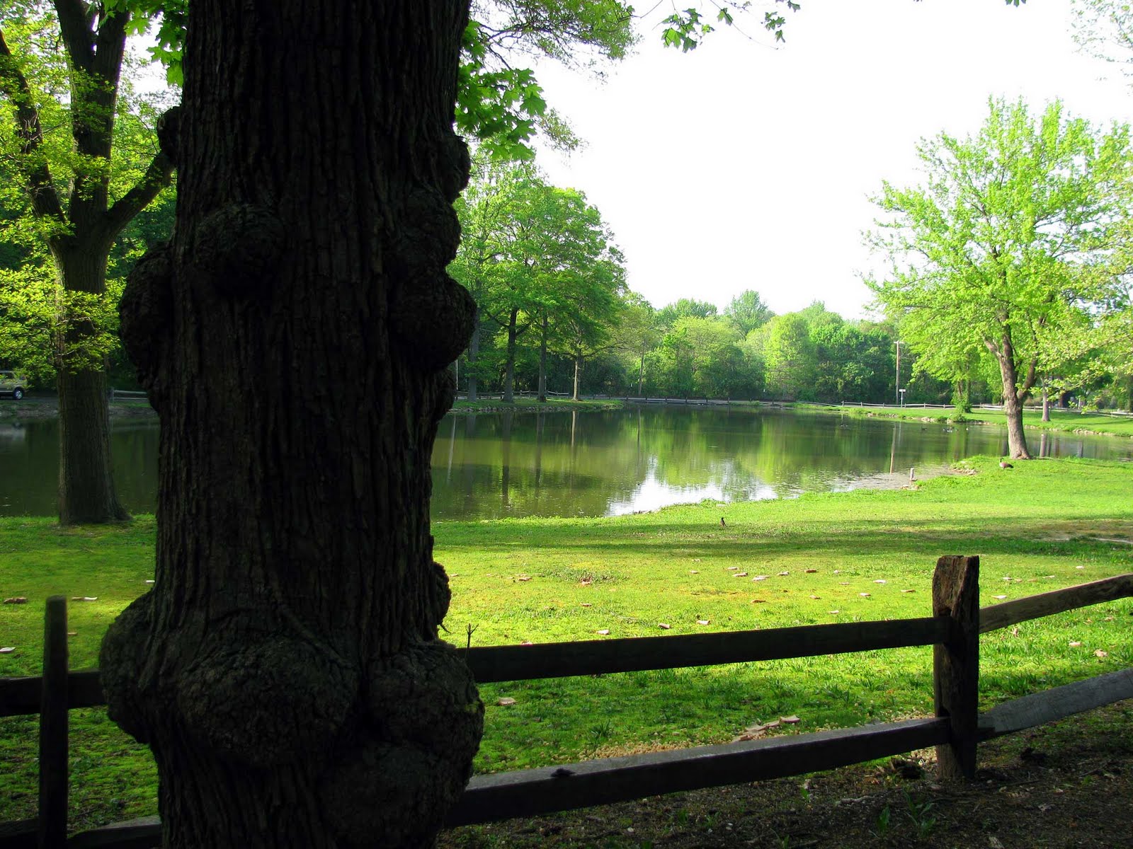 May 2010 Long Island Daily Photo Lily Hydrangea