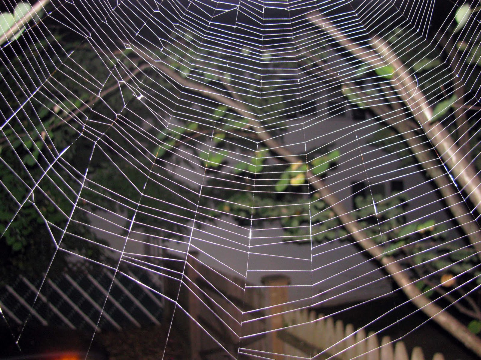 [spider-web.jpg]