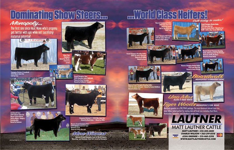 Cattle Show Boxes
