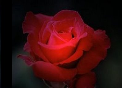 [rosa.bmp]