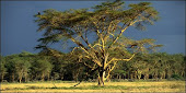 Safari Thru Kenya
