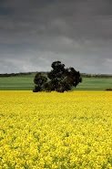 Mustard fields countryside