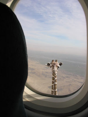 photo of a giraffe looking into an airplane window