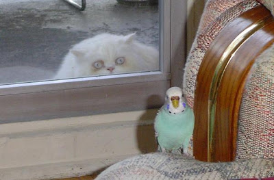 photo of a cat looking through a window at a bird