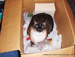 photo of Koko in a box