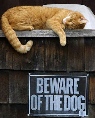 photo of a cat sleeping above a beware of dog sign