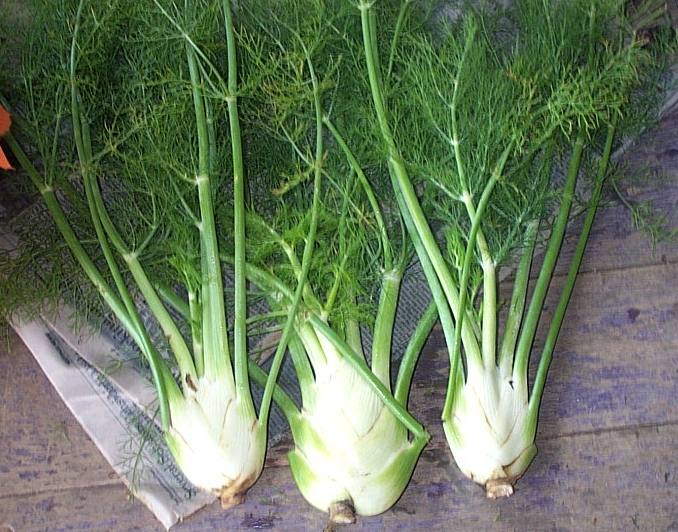 attention love fennel nbsp ive cooking eating nbsp common raw attention love fennel nbsp ive cooking eating nbsp common raw