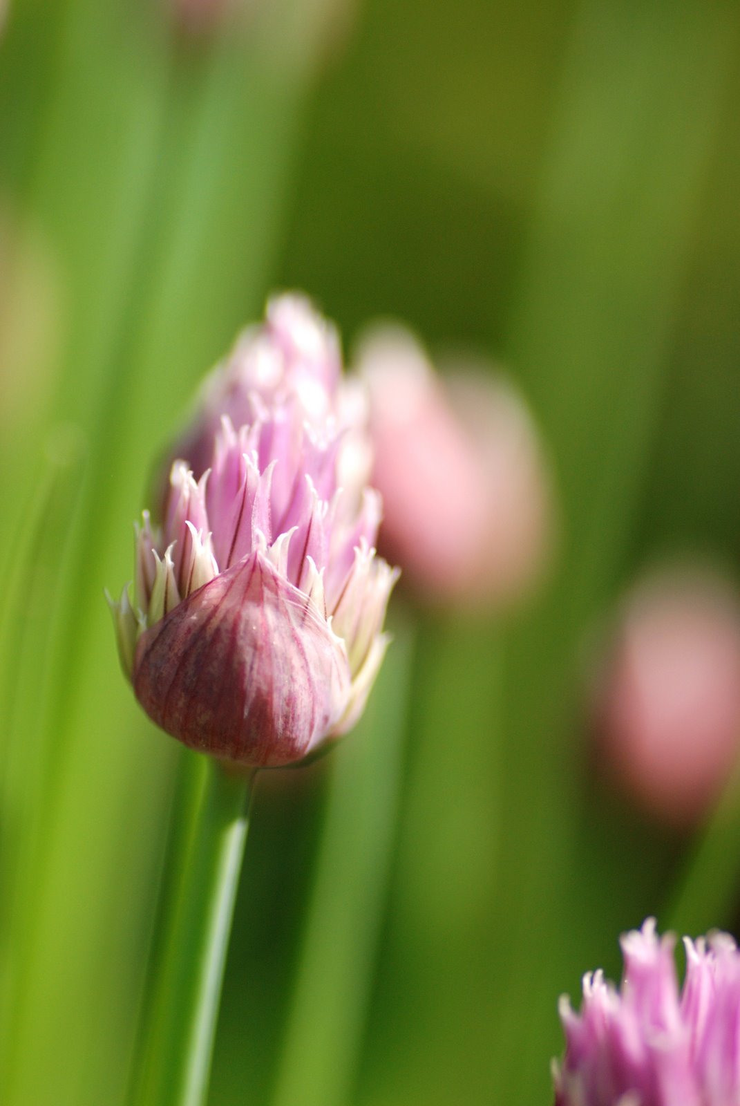 [irises,+chives+008.JPG]